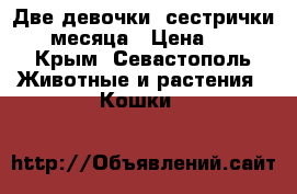 Две девочки- сестрички. 2 месяца › Цена ­ 50 - Крым, Севастополь Животные и растения » Кошки   